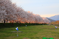 夕日に輝く桜並木②