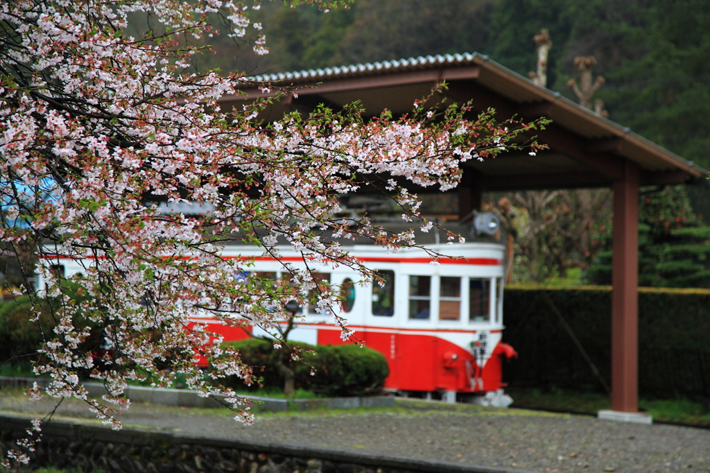 廃電車と葉桜のコラボ