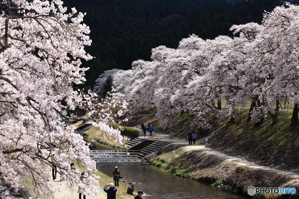 桜の谷間