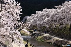 桜の谷間