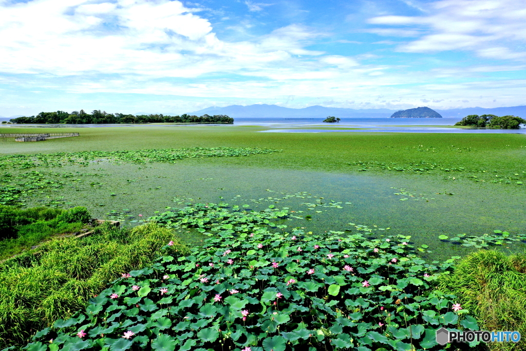 夏の水草模様