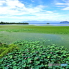 夏の水草模様