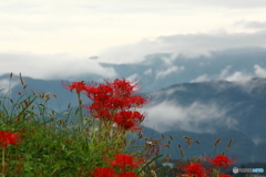 天空の花