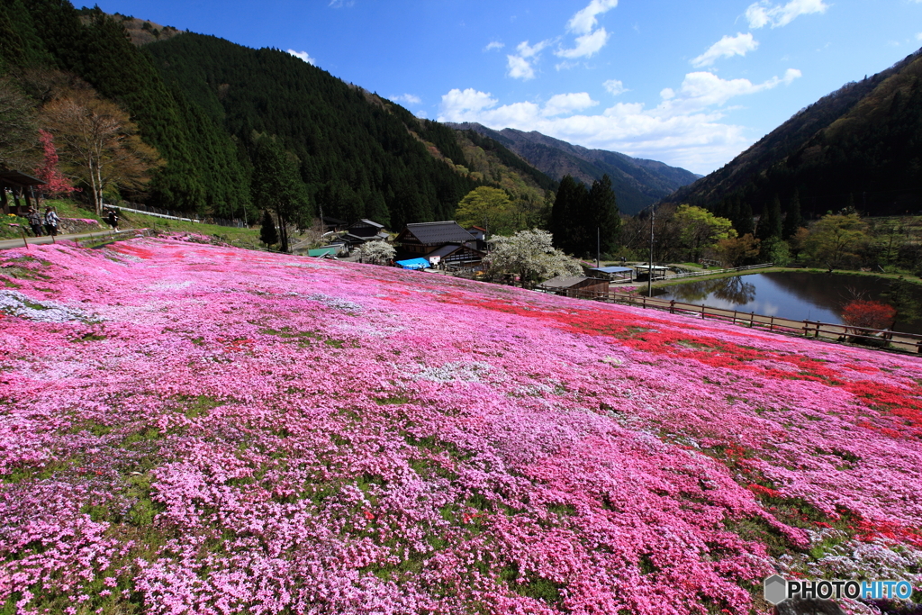 花のジュータン