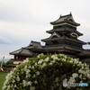 花の松本城