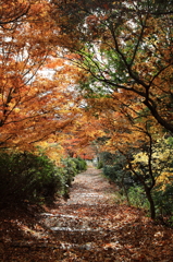 晩秋の小路