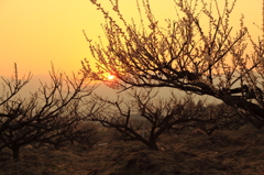 梅林の夕焼け