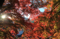 一面紅葉