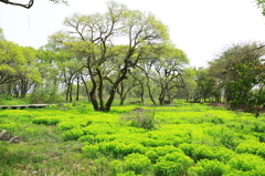 湿地帯に敷かれた緑のジュータン