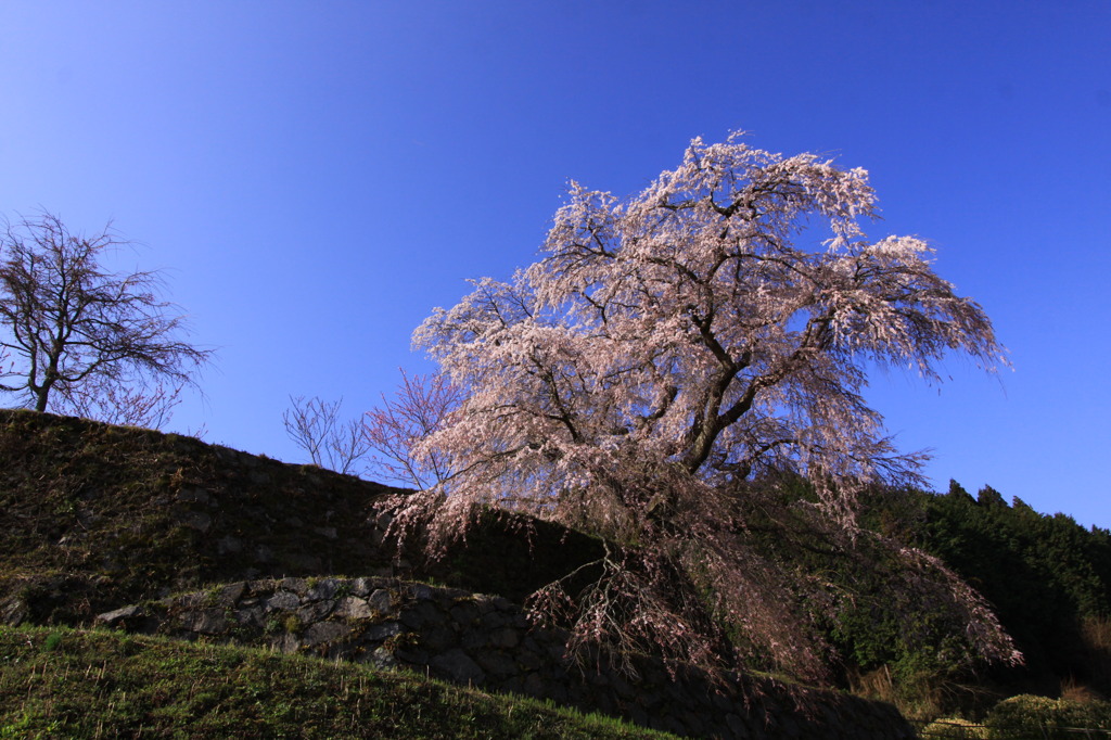 圧巻「桜の巨木」