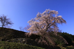 圧巻「桜の巨木」
