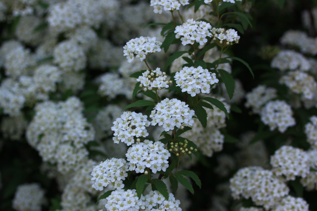 花・花・花