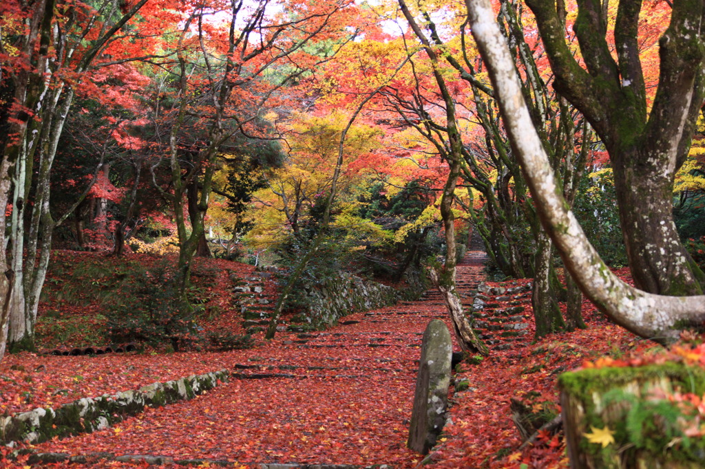 参道の紅葉