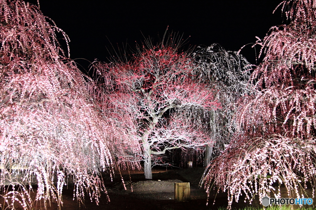 夜の花園