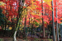 紅葉の森