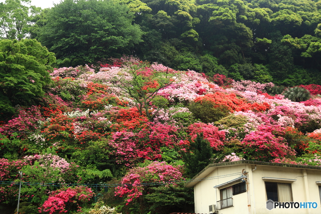 裏山の花園