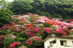 裏山の花園