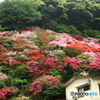 裏山の花園