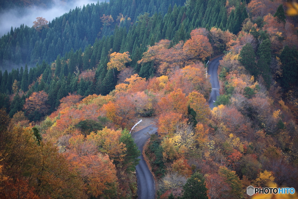 紅葉林道