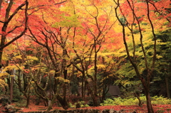 織りなすモミジの森