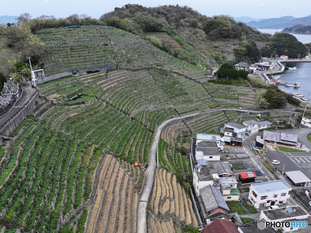 段畑の絶景