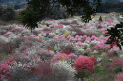 春の絶景！「梅の花園」