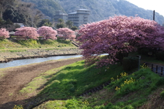 春の川面