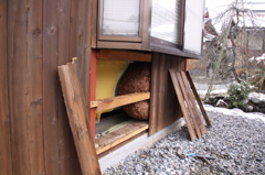 巨大な蜂の巣