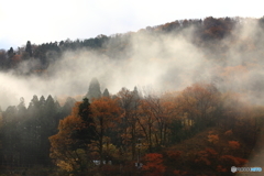 紅葉と霧