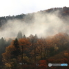 紅葉と霧