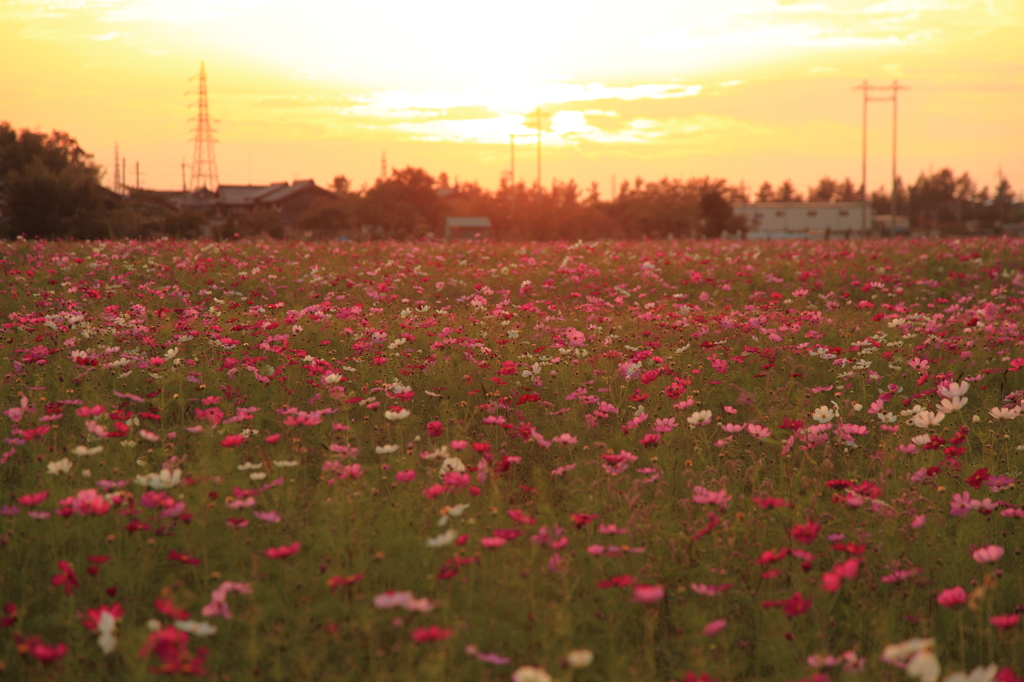 夕日に染まる