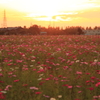 夕日に染まる
