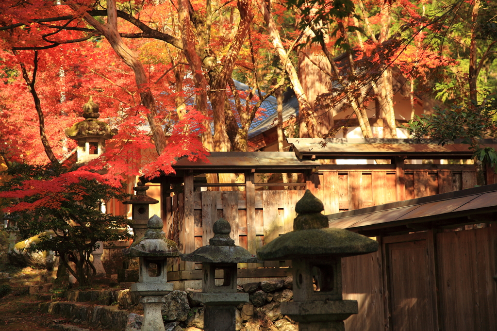 日本の紅葉風景