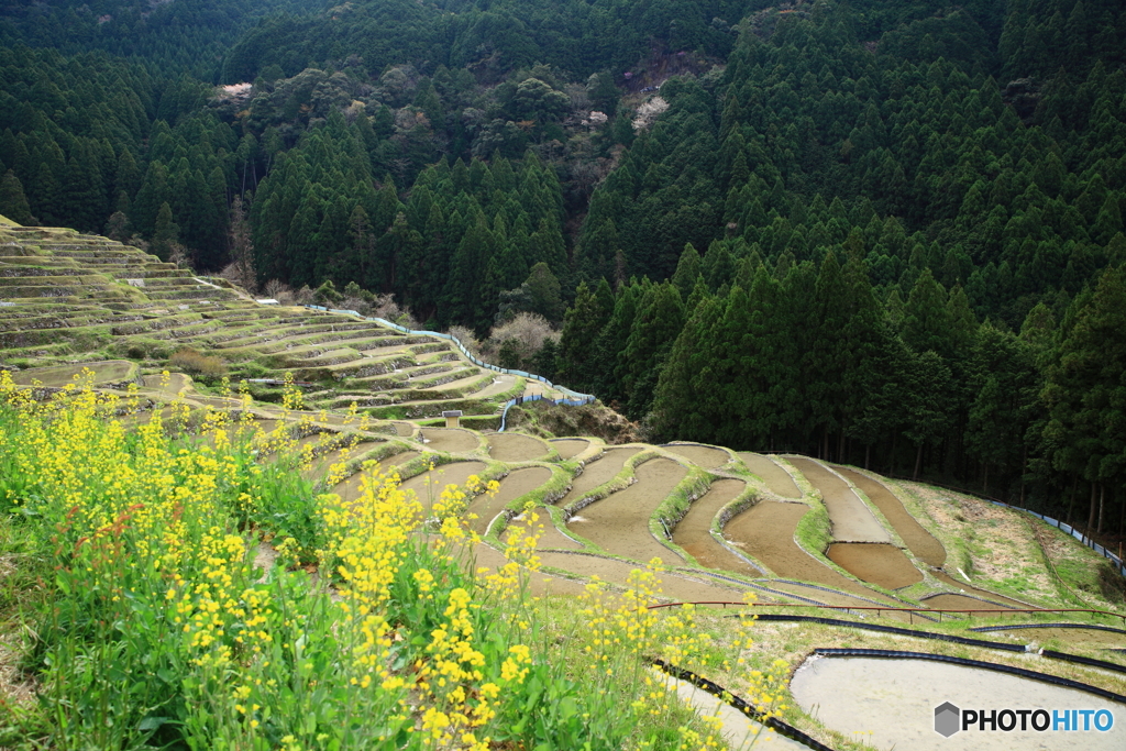 棚田の春