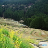 棚田の春