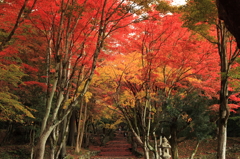 鶏足寺のすばらしき紅葉