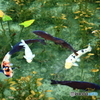 名もない池
