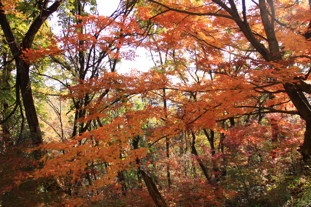林の紅葉
