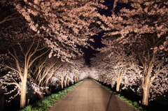 夜桜のトンネル