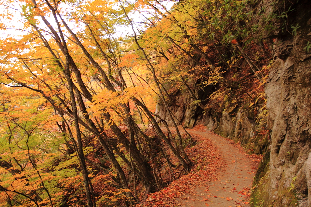 山道の紅葉