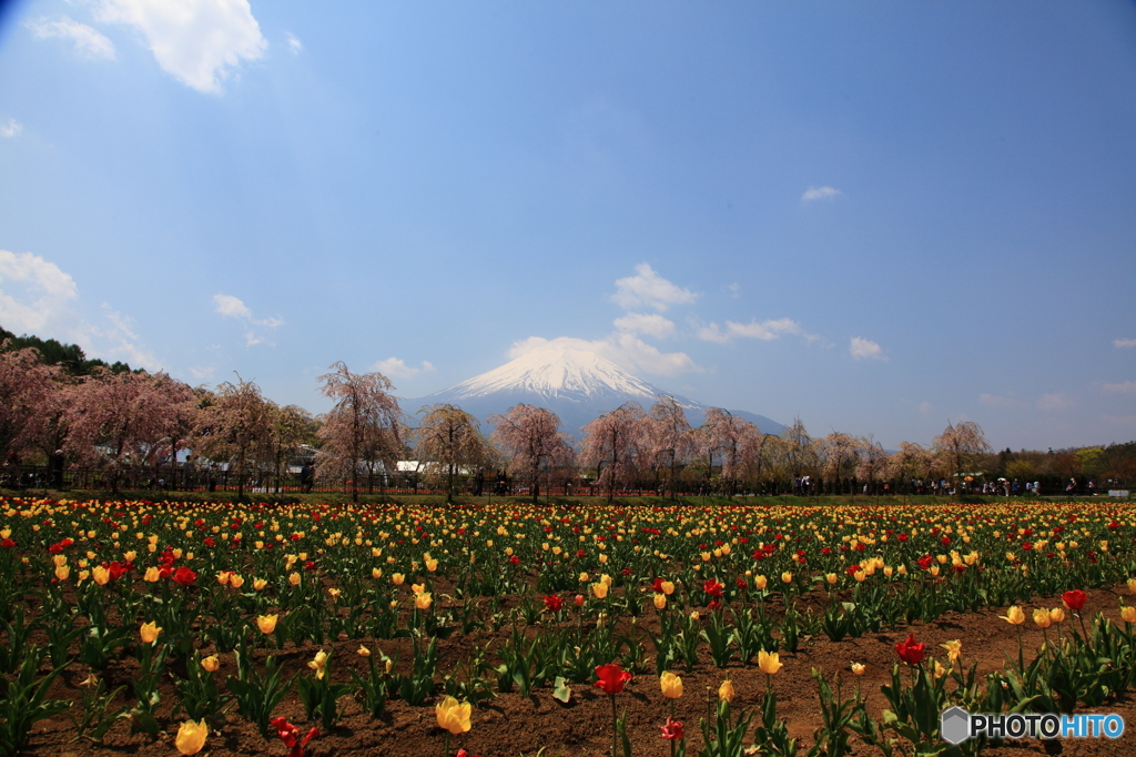 富士の花園