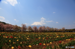 富士の花園