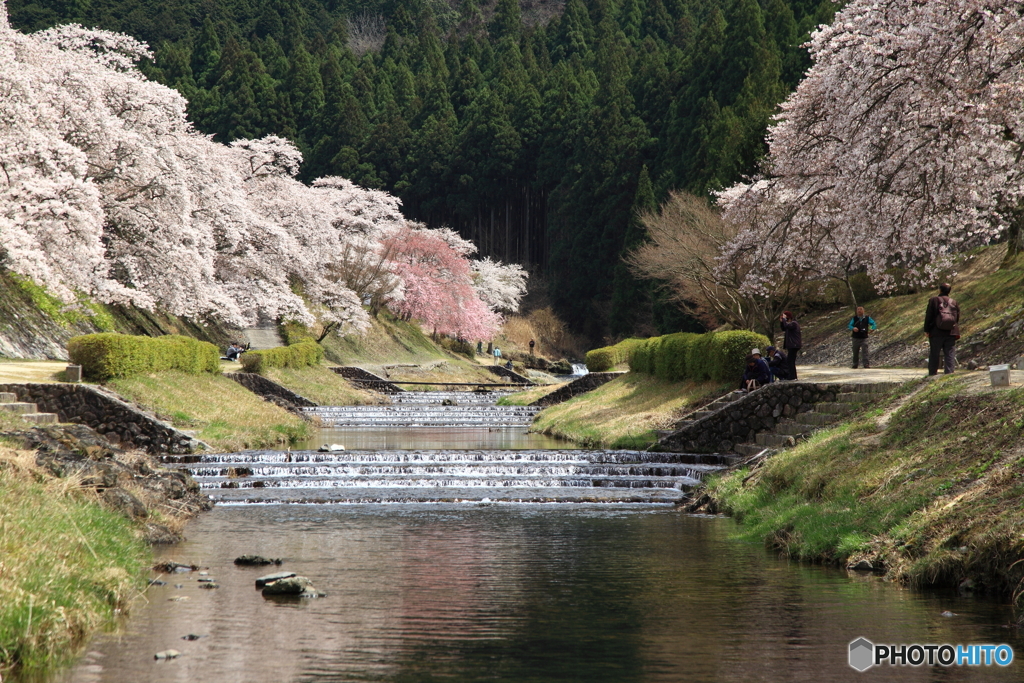 春の川面