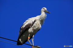 幸せを運ぶ鳥