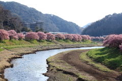 春の川面②