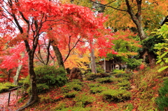 織りなす紅葉