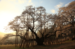 幻想的な淡墨桜①
