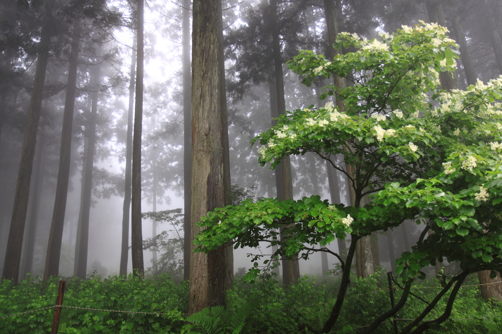 今どき(梅雨)の森林