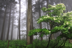 今どき(梅雨)の森林