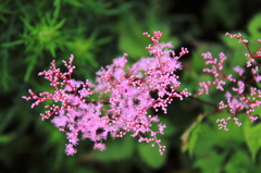 高山に咲くピンクの花